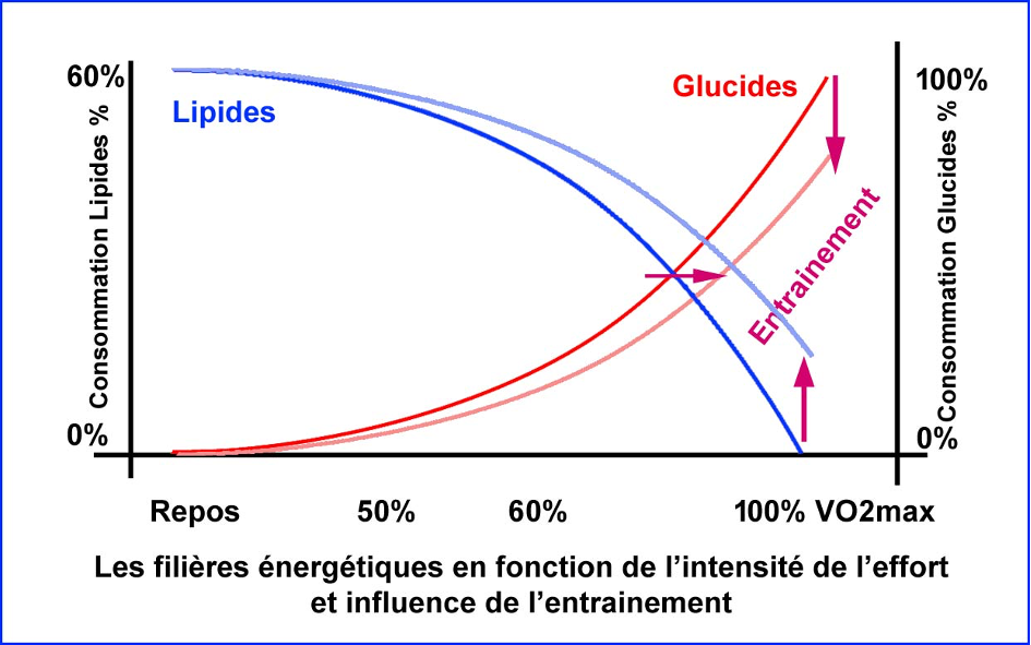 alimentation sportif endurance