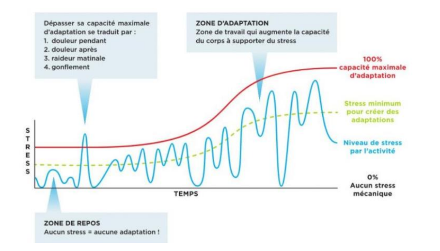 Quantification du stress mécanique